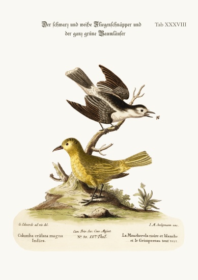 The Black and White Flycatcher, and the All-green Creeper from George Edwards