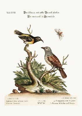 The Black and Yellow Creeper. The American Hedge-Sparrow