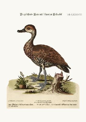 The Black-billed Whistling Duck