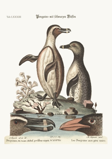 The black-footed Penguins from George Edwards