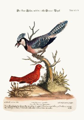 The Blue Jay, and the Summer Red-Bird