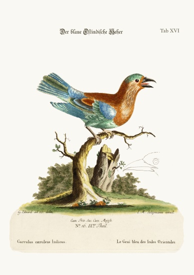 The Blue Jay from the East-Indies from George Edwards
