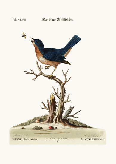 The blue Red-Breast from George Edwards