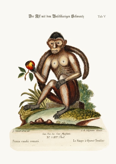 The Bush-tailed Monkey from George Edwards