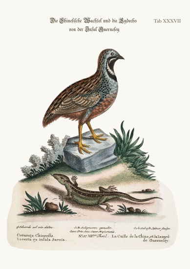 The Chinese Quail and the Guernsey Lizard from George Edwards
