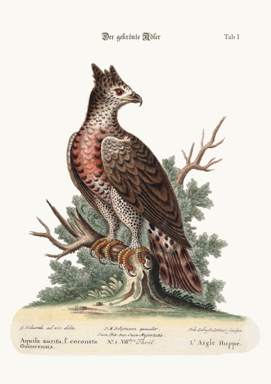 The Crowned Eagle from George Edwards