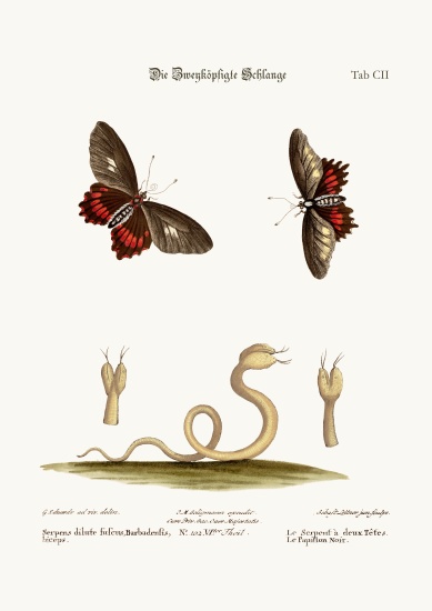 The Double-headed Snake. The Black Butterflies from George Edwards