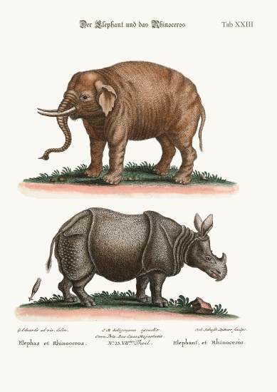 The Elephant and the Rhinoceros from George Edwards