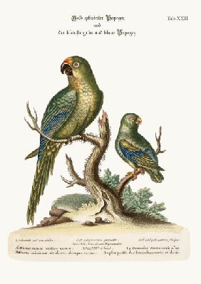 The Golden-crowned Parrakeet and the least Green and Blue Parrakeet