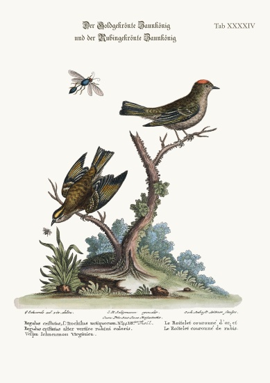 The Golden-crowned Wren, and the Ruby-crowned Wren from George Edwards