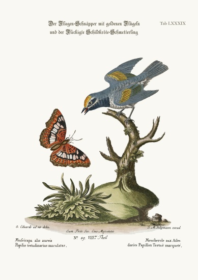 The Golden-winged Flycatcher, and the Spotted Tortoise Butterfly from George Edwards
