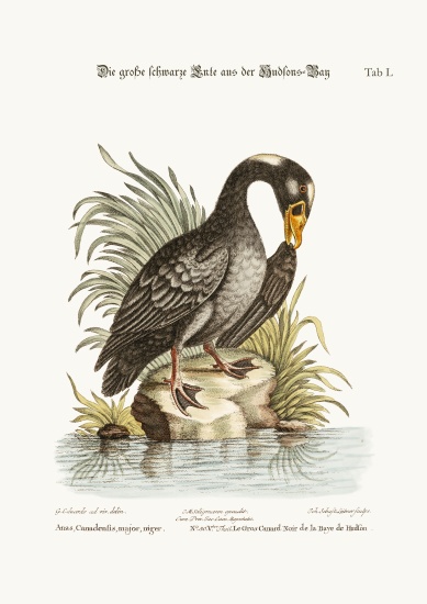 The Great Black Duck from Hudson's Bay from George Edwards