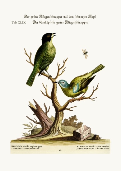 The green black-cap Flycatcher. The blue-headed green Flycatcher from George Edwards