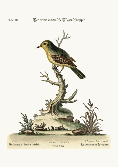 The green Indian Flycatcher from George Edwards