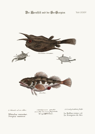 The Horned Fish, and the Sea Scorpion from George Edwards