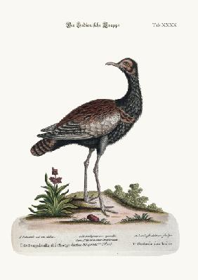 The Indian Bustard