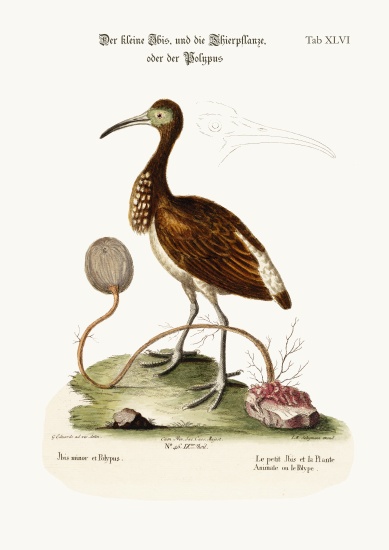 The Lesser Ibis, and the Animal-Plant or Polype from George Edwards