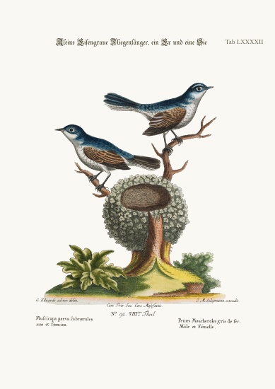 The Little Blue-grey Flycatchers, Cock and Hen from George Edwards