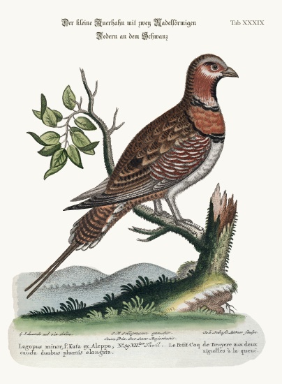 The little Pin-tailed Grous from George Edwards