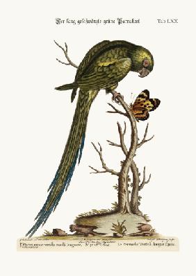 The Long-tailed Green Parrakeet