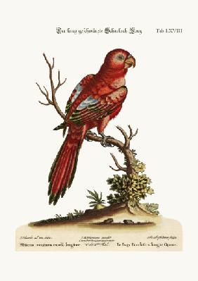 The Long-tailed Scarlet Lory