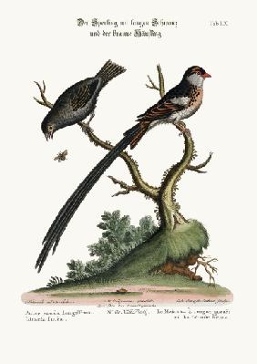 The Long-tailed Sparrow, and the Dusky Linnet