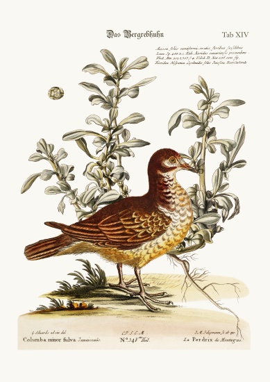 The Mountain Partridge from George Edwards