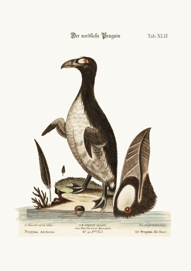 The Northern Penguin from George Edwards