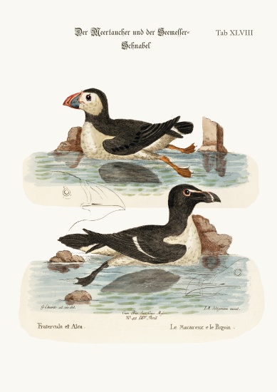 The Puffin, and the Razor-bill from George Edwards