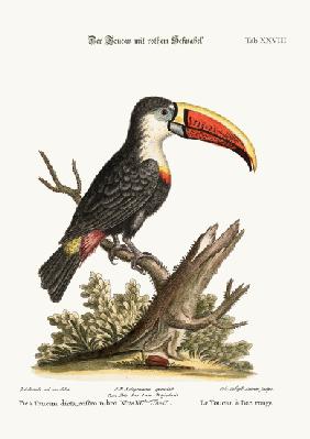 The Red-beaked Toucan