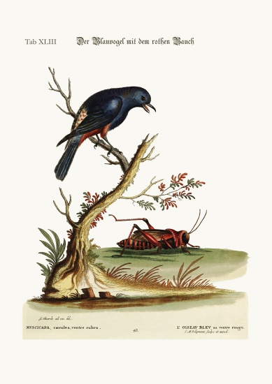 The red-bellied Blue-Bird from George Edwards