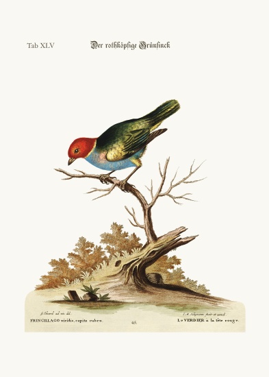 The red-headed Green-Finch from George Edwards