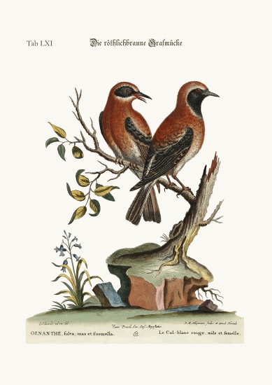 The red or russet-coloured Wheat-Ear from George Edwards