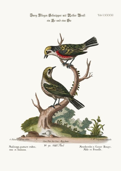 The Red-throated Flycatchers, Cock and Hen from George Edwards