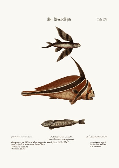 The Ribband-Fish from George Edwards