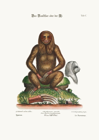 The Sloth from George Edwards