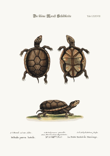 The small Mud-Tortoise from George Edwards