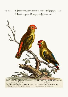 The smallest Green and Red Indian Paroquet. The small Green Parrot of East India