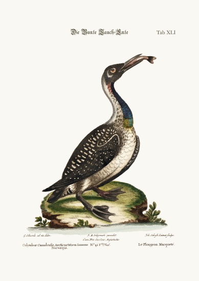 The speckled Diver or Loon from George Edwards