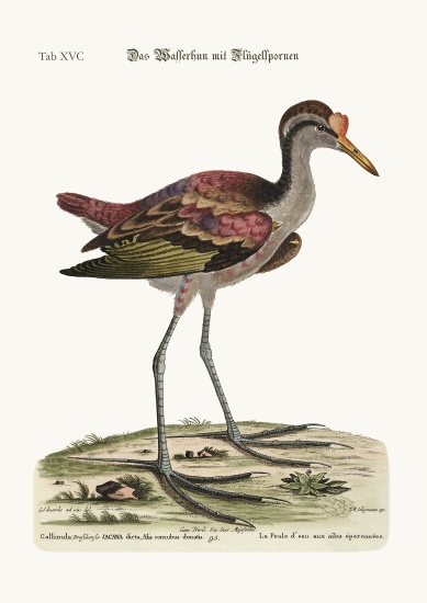 The spur-winged Water Hen from George Edwards