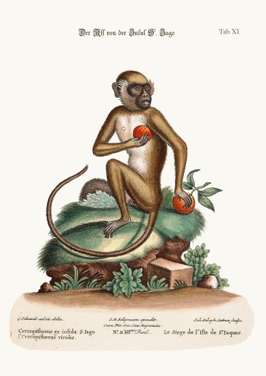 The St. Jago Monkey from George Edwards