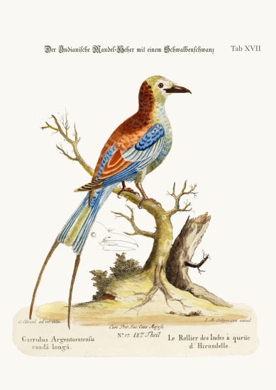 The Swallow-tailed Indian Roller from George Edwards