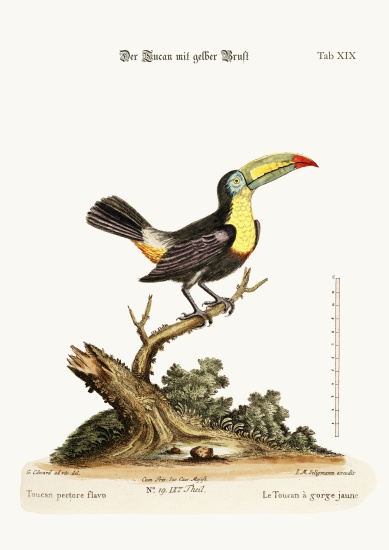 The Yellow-breated Toucan from George Edwards