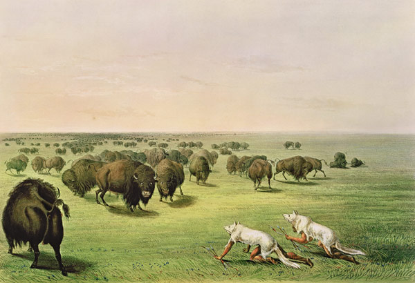 Hunting Buffalo Camouflaged with Wolf Skins, c.1832 from George Catlin
