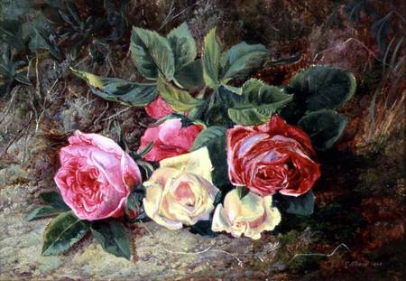 Roses from George Clare