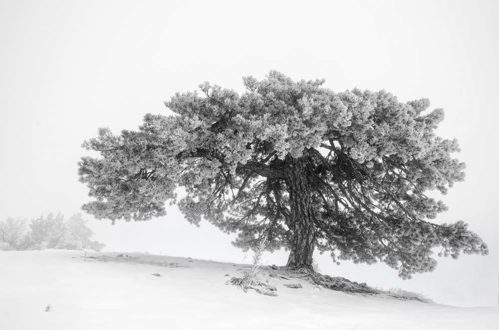 Landscape in the mist from George Digalakis