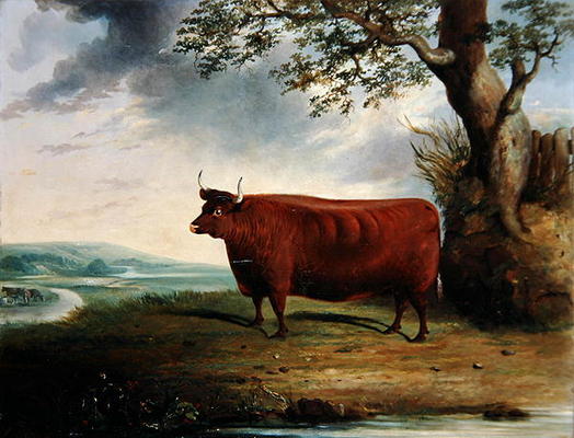 Portrait of a Brown Cow, 1844 (oil on canvas) from George Fenn