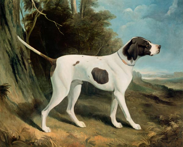 Portrait of a liver and white pointer from George Garrard