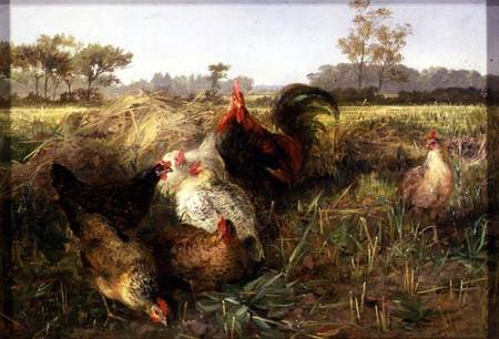 Fowls in the Stubble from George Hickin