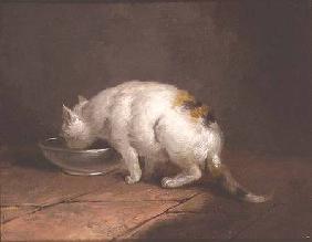 The Artist's Cat Drinking